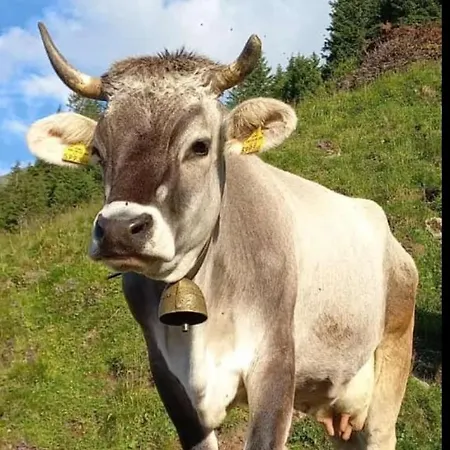 公寓 Wandegg Im Bergsteigerdorf Ginzling